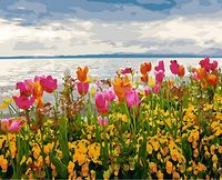 Картина по номерам "Разноцветные тюльпаны" (400х500 мм)
