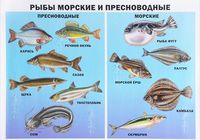 Рыбы морские и пресноводные. Плакат