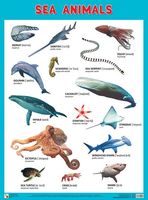 Sea Animals. Плакат