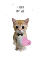 Открытка "Я тебя мур-мур"