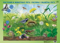 Плакат "Растения и животные луга. Расліны і жывелы лугу"